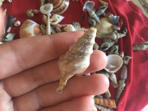 Turridae