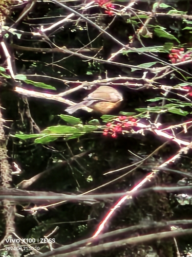 Père David's Tit