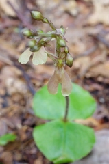 Neottia smallii