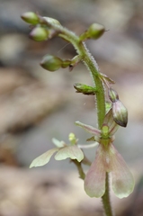 Neottia smallii