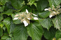 Hydrangea hydrangeoides