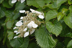 Hydrangea hydrangeoides