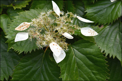Hydrangea hydrangeoides