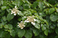 Hydrangea hydrangeoides