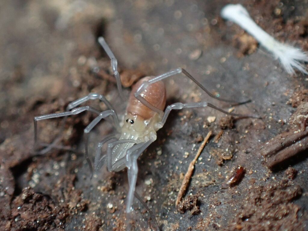 Taracus packardi