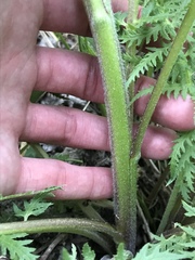 Pedicularis bracteosa