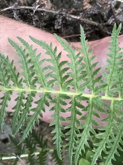 Pedicularis bracteosa