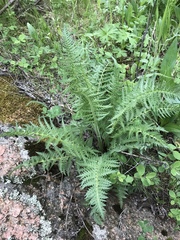 Pedicularis bracteosa