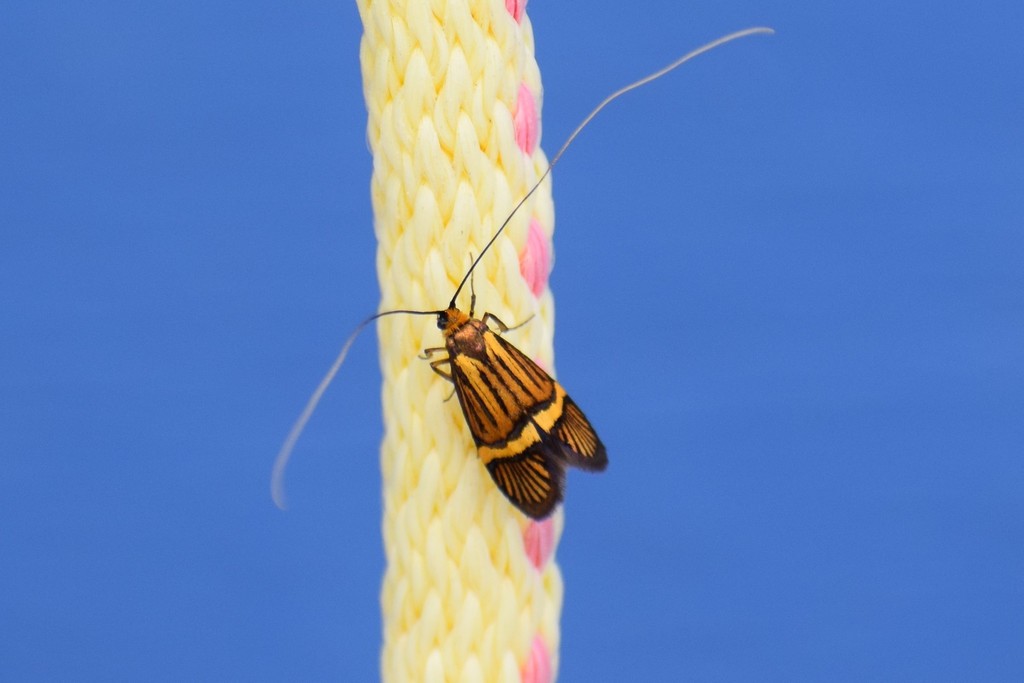 Nemophora bellela