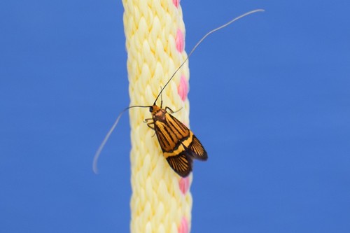 Nemophora bellela