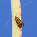 Nemophora bellela - Photo (c) sydcannings, some rights reserved (CC BY-NC), uploaded by sydcannings