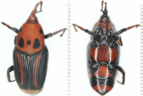 Red Palm Weevil