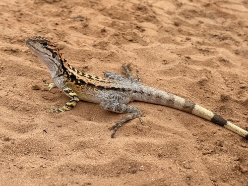 Crested Dragon