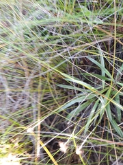 Celmisia graminifolia