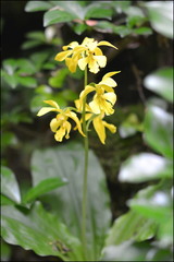 Calanthe sieboldii
