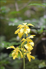 Calanthe sieboldii