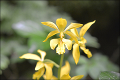 Calanthe sieboldii