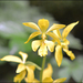 Calanthe sieboldii - Photo (c) Lee, seong-won, some rights reserved (CC BY-NC), uploaded by Lee, seong-won