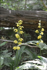 Calanthe sieboldii