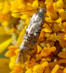 Lithariapteryx jubarella