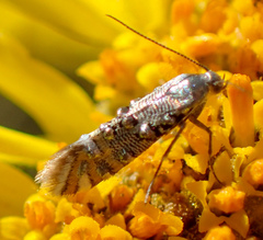 Lithariapteryx jubarella