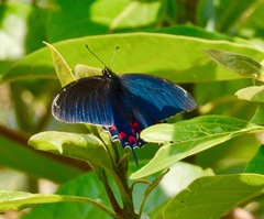 Mimoides thymbraeus aconophos