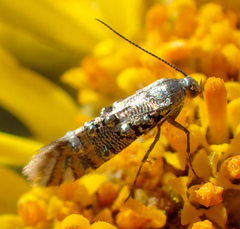 Lithariapteryx jubarella
