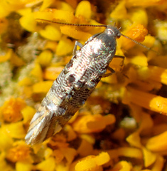 Lithariapteryx jubarella