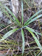 Celmisia graminifolia