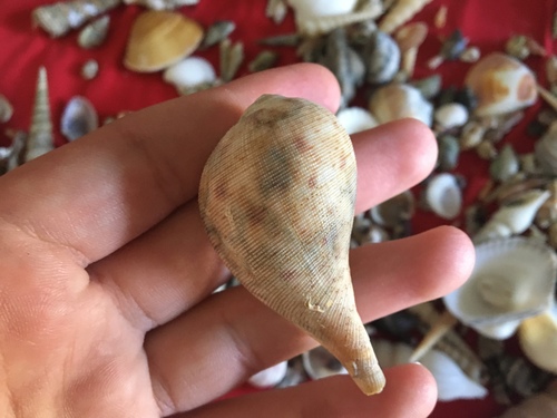 Ficus ficus