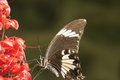 Papilio nephelus