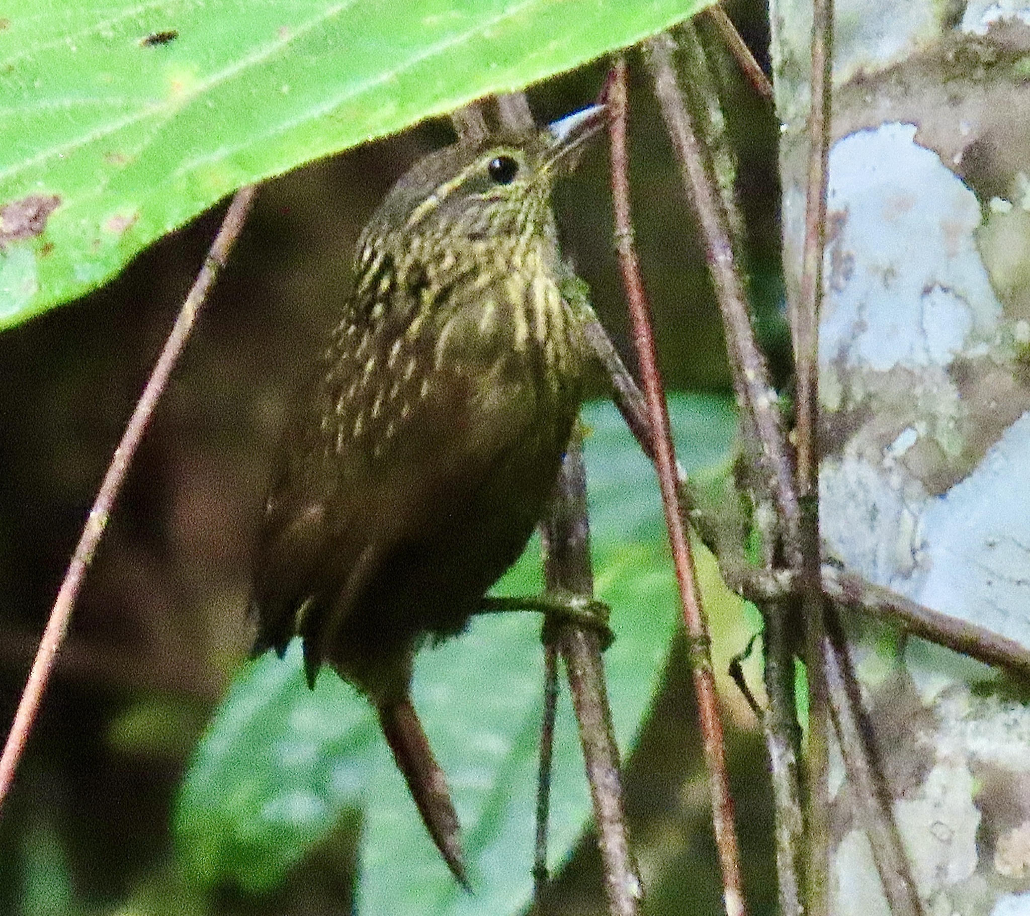 Rusty-winged Barbtail (Premnornis guttuliger), photo 5