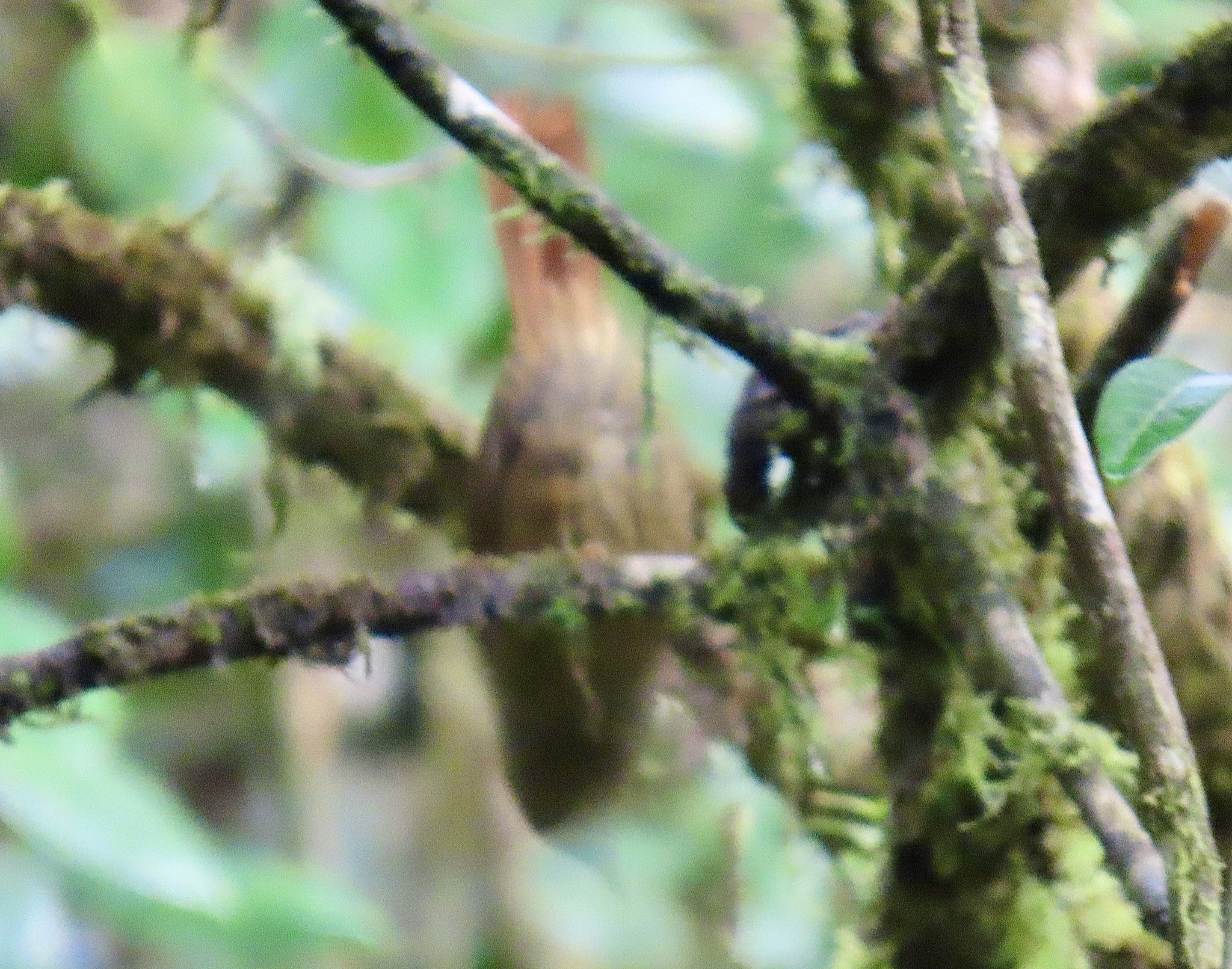 Rusty-winged Barbtail (Premnornis guttuliger), photo 6
