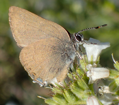 Satyrium auretorum