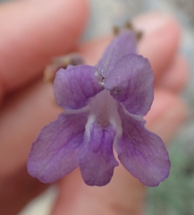 Penstemon scapoides