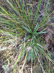 Celmisia graminifolia