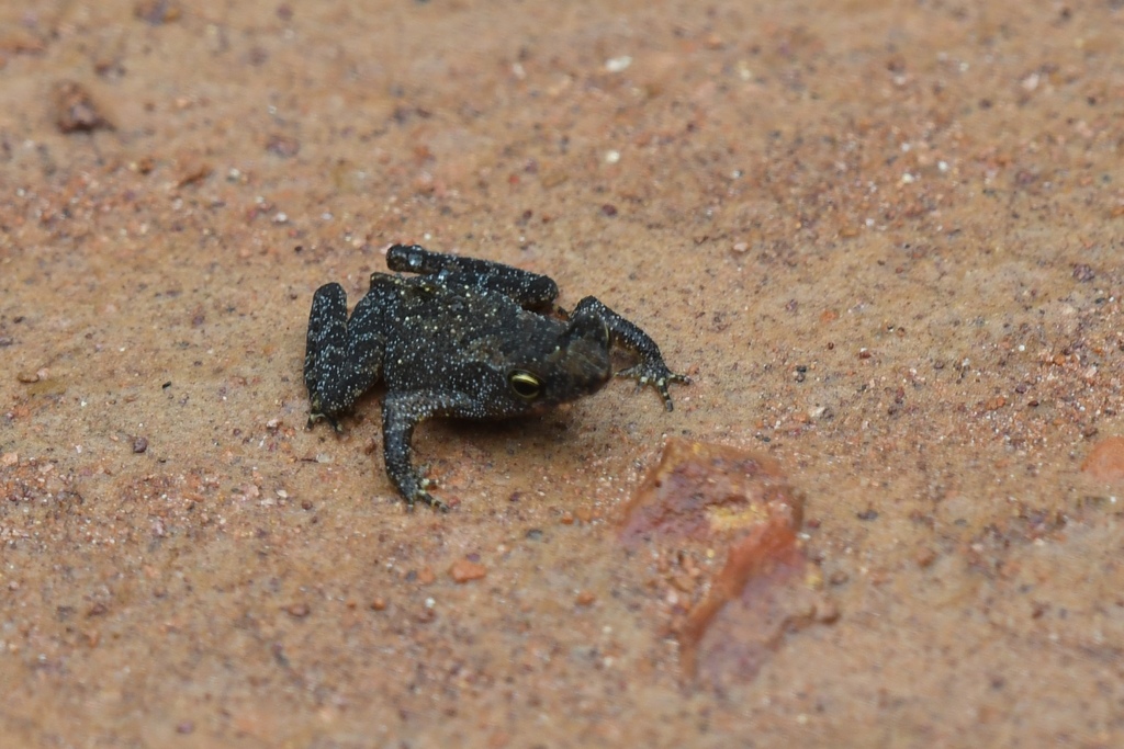 Manaus Tree Toad