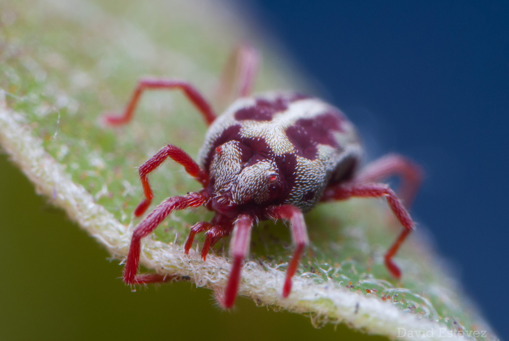 Balaustium leanderi