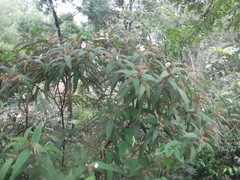 Miconia angustilamina