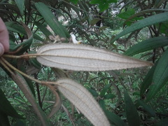 Miconia angustilamina