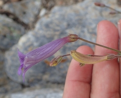 Penstemon scapoides