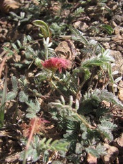 Calliandra humilis