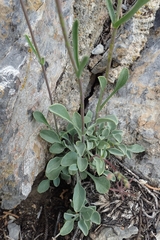 Penstemon scapoides