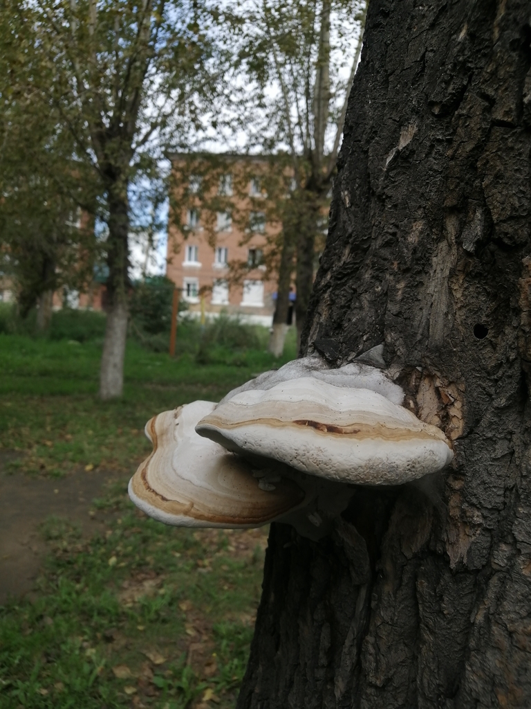 Fomes fomentarius · August 2024 · photo: © ro_ko (iNaturalist, cc-by)