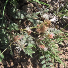 Calliandra humilis