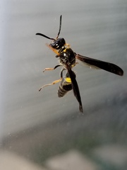 Ancistrocerus unifasciatus