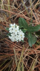 Lithospermum distichum