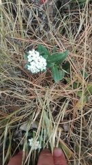 Lithospermum distichum