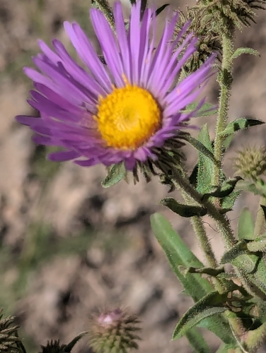 Image of Dieteria bigelovii by (c) Tom and T Herman, some rights reserved (CC BY)