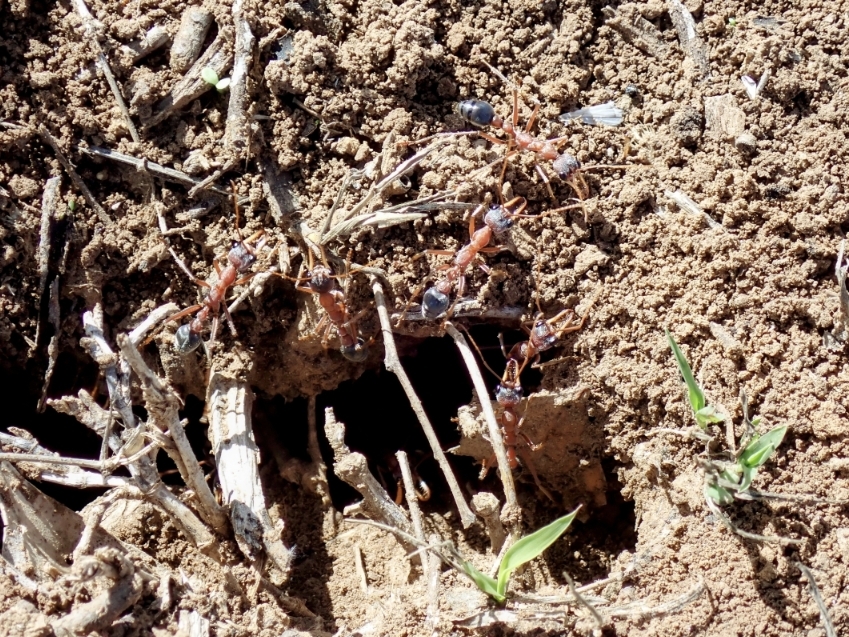 Myrmecia ferruginea